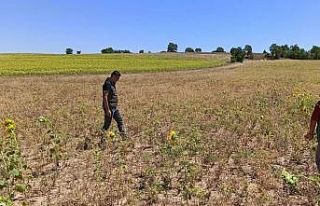 Ayçiçek ve nohut alanları kontrol edildi