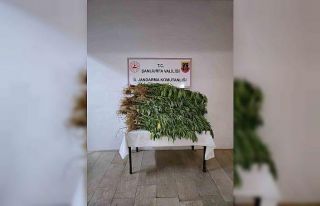 Bahçede 418 kök kenevir bitkisi ele geçirildi