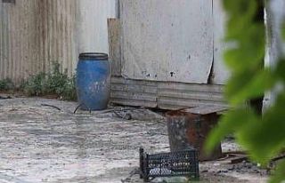 Bahçesinde kedi büyüklüğünde farelerin cirit...