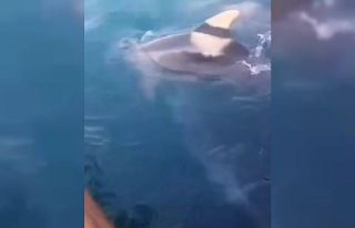 Beykoz sahilinde yunus balıkları görüldü