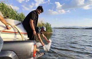 Beyşehir Gölüne bırakılan yavru sazan balığı...