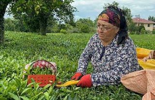 ÇAYKUR tarafından kuru çaya yüzde 22 zam yapıldı