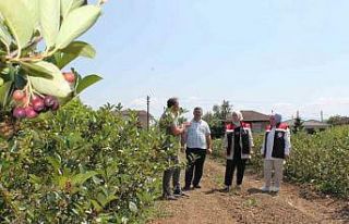 Düzce’de üretimi her geçen yıl artıyor