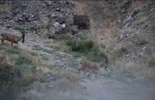 Elazığ’da çengel boynuzlu dağ keçileri görüntülendi