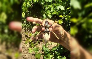 Elazığ’da dev etçil çekirge görüntülendi