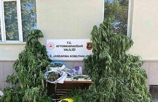 Ev ve arazilerine kenevir eken şahıslara jandarmadan...