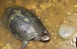 Fethiye Belediyesi, su kaplumbağalarını ölüme...