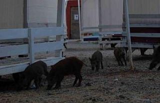 Fethiye’de domuz yavruları plaja indi