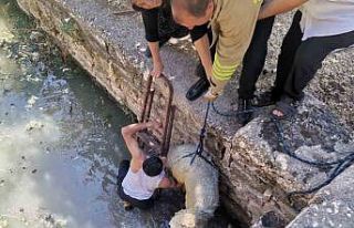 Havuza düşen koyunu itfaiye ekipleri kurtardı