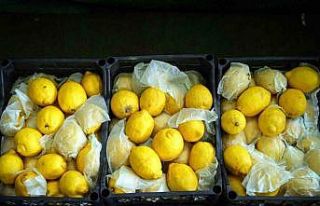 İstanbul’da limonun tanesi 10 TL’ye dayandı,...