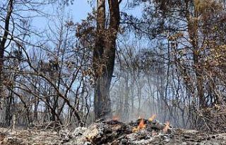 İzmir’deki ormanlardan yürek yakan görüntüler