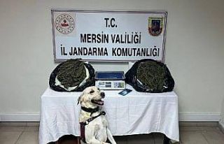 Jandarma 3 adrese baskın yaptı, 14 kilo esrar ele...
