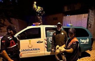 Jandarma ekiplerince yaralı halde bulunan leylek...