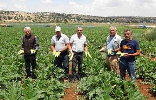 Kabak üreticisi ihracat için yeni ülkeler arıyor