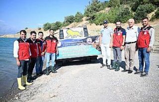 Kahramanmaraş’ta 916 bin adet yavru sazan balığı...