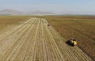 Kahramanmaraş’ta çerezlik ve yağlık ayçiçeği...