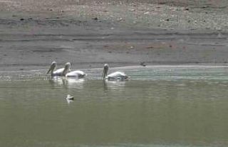 Kars’ta pelikan ve karabatakların yiyecek araması...