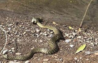 Kars’ta yılanın balık avı kamerada