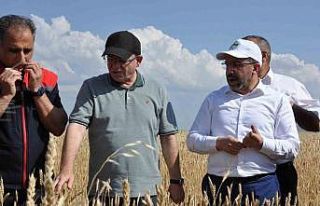 Kars’ta yüzde 50 hibeyle dağıtılan tohumlar...