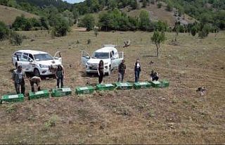 Kastamonu’da doğaya 900 keklik salındı