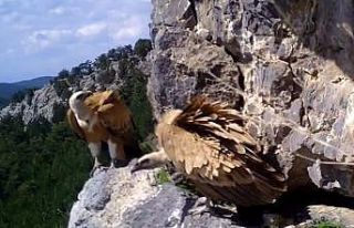 Kızıl akbaba yavrusunun uçuş öyküsü fotokapana...