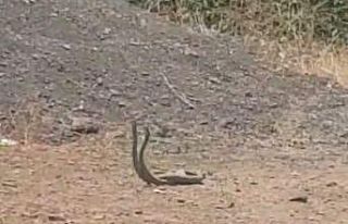 Köyün ortasında dans eden yılanlar kameraya yansıdı