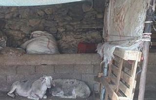 Muğla’da küçükbaş hayvan zehirlenme vakası:...