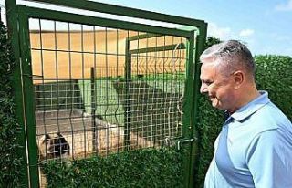 Muratpaşa Belediye Başkanı Uysal: "Sokak hayvanlarında...