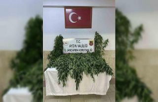 Nazilli’de evin bahçesinde 100 kök kenevir ele...