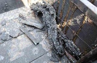 Orman yangınında 15 kovan arı telef oldu