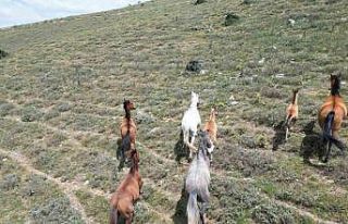 (ÖZEL) Sıcak yaz günlerinde yiyecek arayan yılkı...