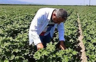 Pamuk üreticilerine yeşil kurt uyarısı