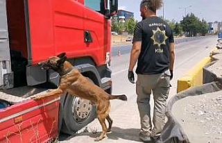 Samsun’da narkotik dedektör köpeği tırda çeşit...