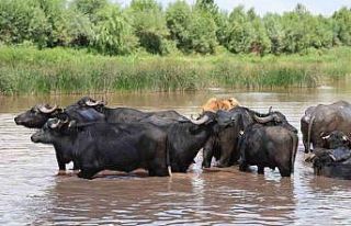 Sıcak bunalttı, ortaya Afrika belgesellerini aratmayan...