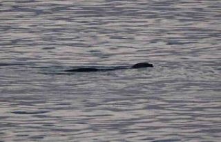 Su samuru Karadeniz’de böyle görüntülendi