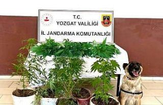 Tarlada saksı içerisine ekilmiş 27 kök kenevir...