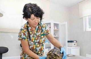Tedavileri tamamlanan kaplumbağalar doğaya bırakıldı