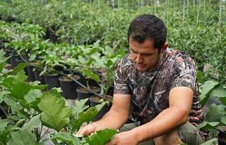 Topraksız sera yüzde 50 daha karlı