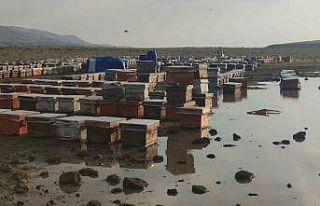 Van’da sağanak yağmur arı kovanlarını vurdu