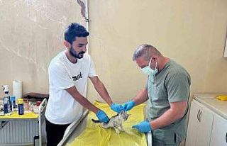 Veteriner ekibinden can dostlar için yoğun mesai
