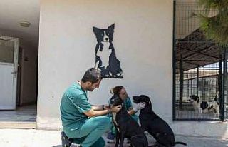 Veteriner hekim Benli: "Geçen yıl 6 bin patili...