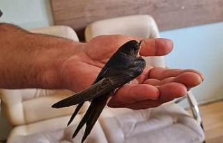 Yaralı kırlangıca zabıta ekipleri sahip çıktı