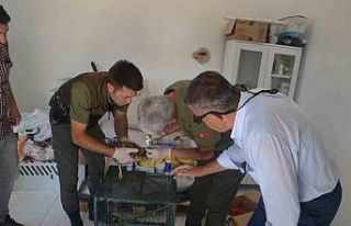Yaralı kızıl şahin tedavi altına alındı