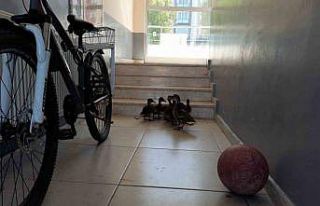 Yavrularını hayata gözlerini açtığı yere getirdi