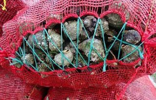 Yaz döneminde balıkçıların geçim kaynağı deniz...