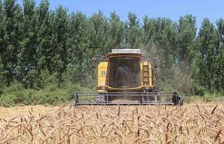 Yerli tohum ’Taner’ Pazar’da çiftçilerin umudu...