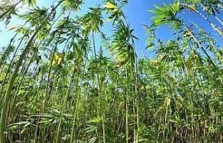 ‘Yeşil altın’ kenevirin son kalesi ‘Samsun’