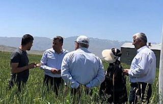 Yüksekova’da hububat ekim alanların koruması...