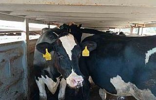 Adıyaman’da 81 gebe düve dağıtıldı