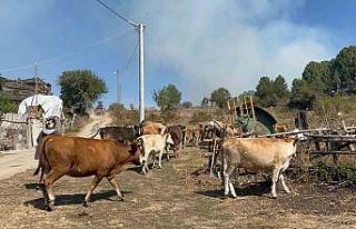 Alevlenen yangından hayvanlarını böyle kaçırdı